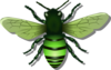 Bee L Green Image